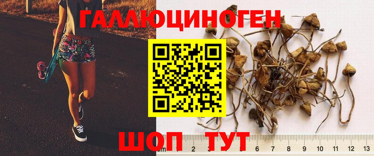 Псилоцибиновые грибы GOLDEN TEACHER Кизилюрт